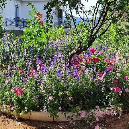 Anticlea Ii バティ